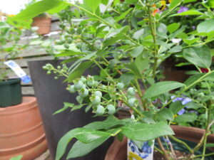 ブルーベリー（イメージ画像）